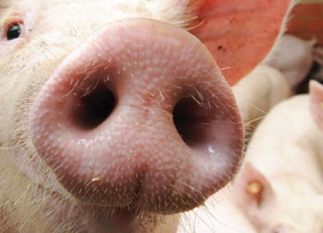 Schweinehaltung optimieren