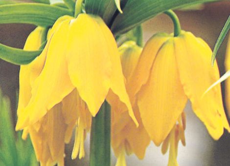 Facettenreich: Fritillarien