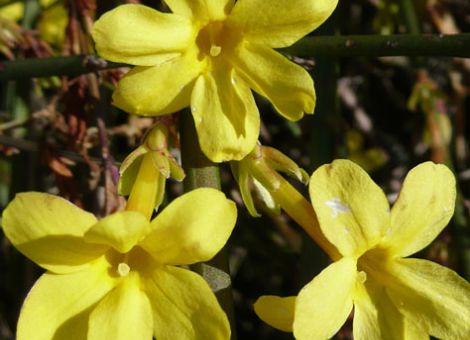 Zeitige Farbenpracht – blühende Gartensträucher im Winter