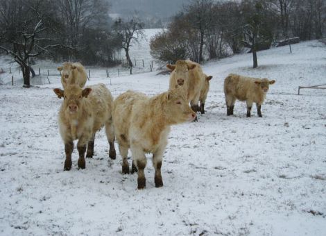 Mutterkuhbetriebe im Odenwald besichtigt