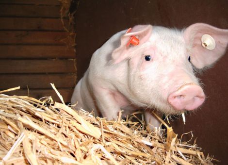 Noch mehr Tierwohl – nur gegen Bezahlung