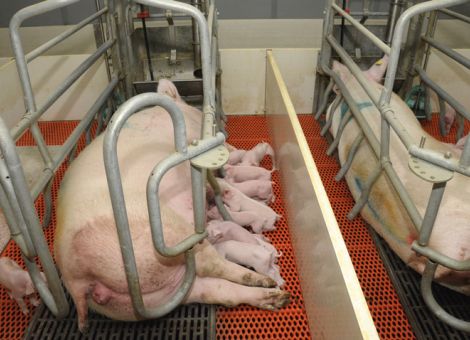 Zweimalige Impfung gegen Mykoplasmen ist überlegen