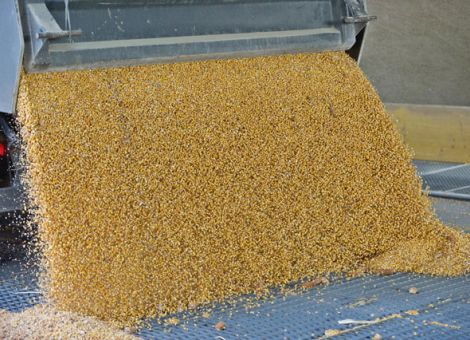 Toepfer International wegen belastetem Mais angezeigt