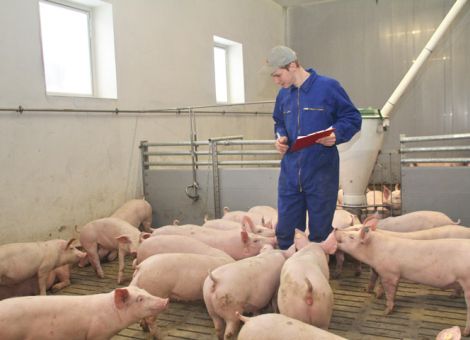 Mast: Eigenmischer stehen besser da