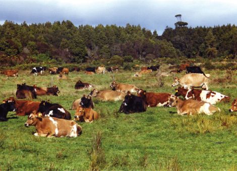 Schwelle, kostendeckend Milch zu erzeugen, steigt