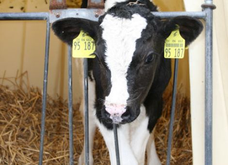 BVD: Impfen nicht vergessen