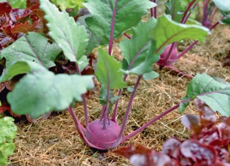 Mischkulturen im Gemüsegarten