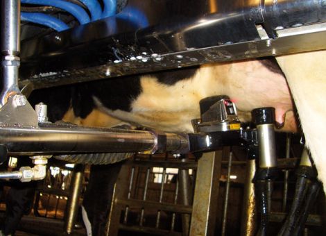 Jedes Jahr ein Kalb