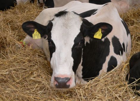 Jeder zusätzliche Monat der Aufzucht kostet 65 Euro