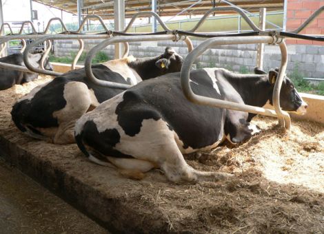 Kuhkomfort muss tiergerecht und bezahlbar sein