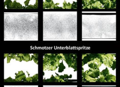Restverunkrautung unter der Zuckerrübe bekämpfen