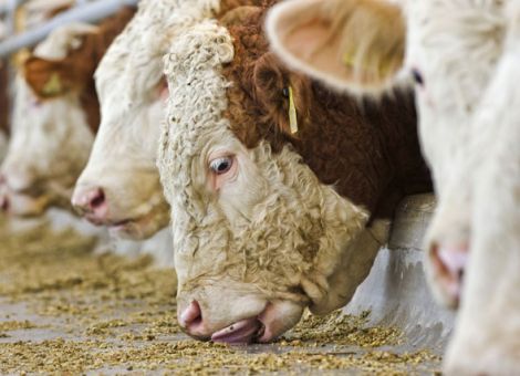 Jungbullenfleisch verliert etwas an Bedeutung