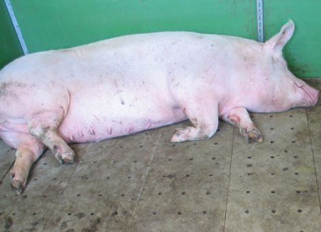 Sind Gummimatten praxistauglich für Sauen?