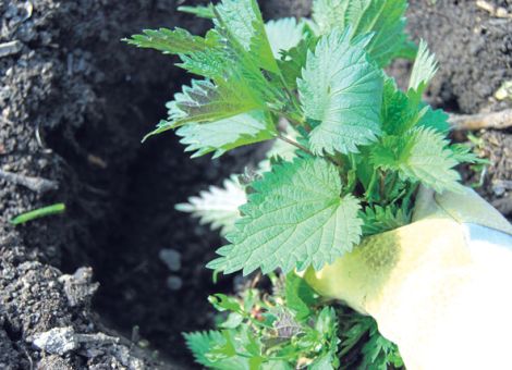 Tomaten richtig pflanzen