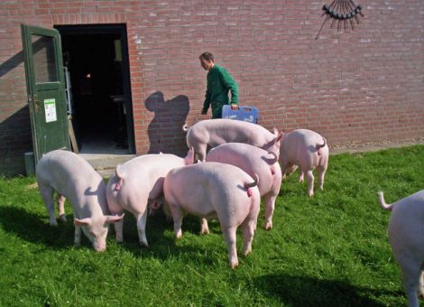 Hohes Wachstum fördert Erstabferkelleistung bei Sauen