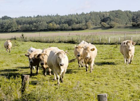 Mit der richtigen Strategie gegen Parasiten