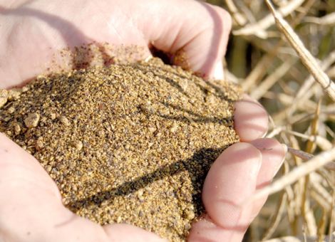 Behandeltes Rapsschrot in Sauenrationen einsetzen?