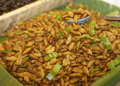 Insekten als Fleisch-Alternative?