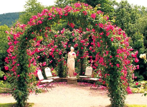 Göttliche Rosen