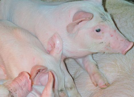 Große Würfe – große Herausforderung