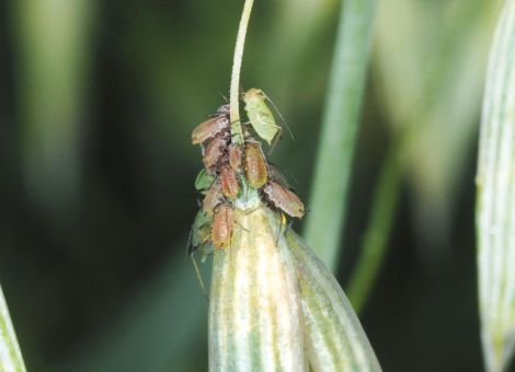 Blattläuse sind die häufigsten Schädlinge im Getreide