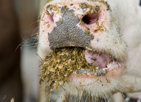 HBV-Grundfutterbörse wird zunächst ausgesetzt