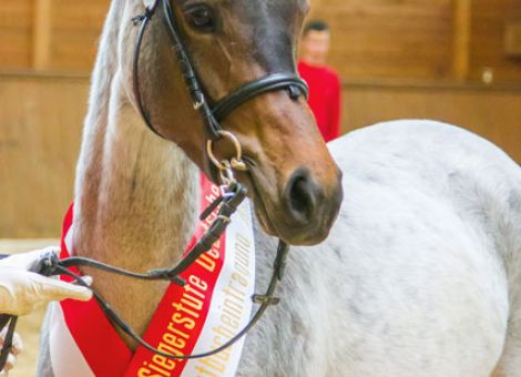„Tragende Säulen einer Zucht“