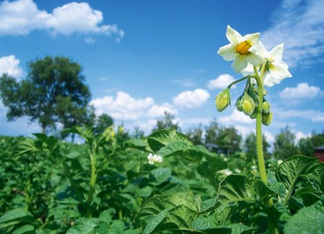 Kartoffelanbau: Ein gutes Jahr muss zwei schlechte finanzieren