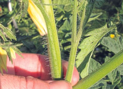 Tomaten richtig pflegen