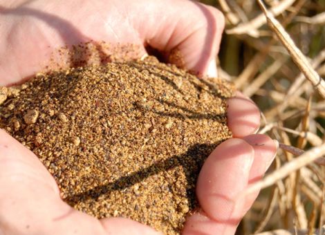 Heimische Proteinträger für Sauenmischungen geeignet