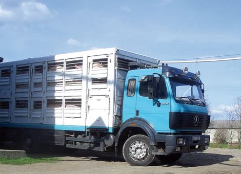Eine schnelle Schweinemast ist die wirtschaftlichste