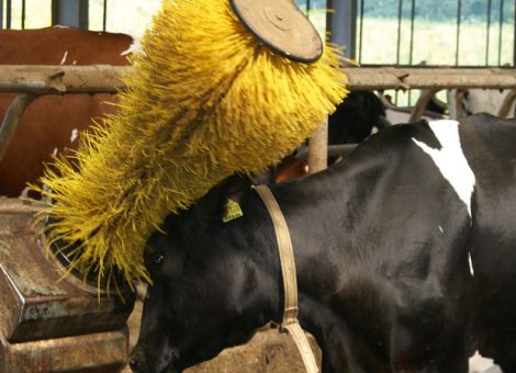 Projekt Gesundheitsmonitoring Rind in Rheinland-Pfalz 