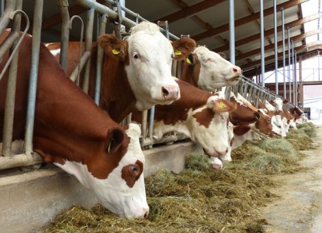 Verbesserung der Tiergesundheit als Ziel 