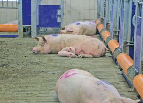 Freilauf für Sauen und Ferkel