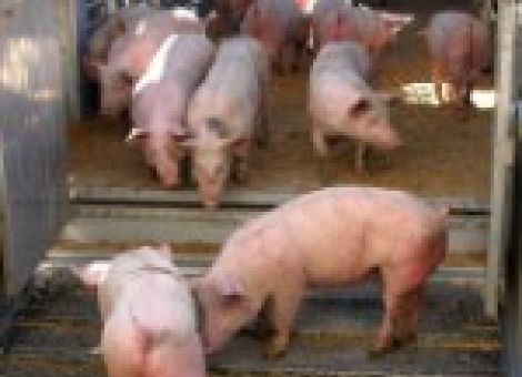 Erholung am Schweinemarkt