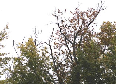 Laubholz derzeit stärker gefährdet als Nadelholz