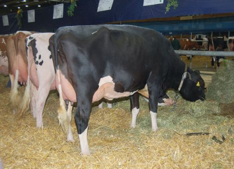 Holsteins aus Hessen überzeugen
