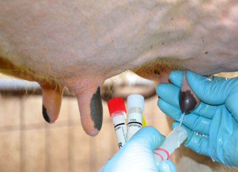 Antibiotischer Trockensteller ist nicht in jedem Fall nötig 