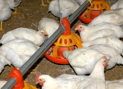 Relativ hoher Antibiotikaeinsatz in der Hähnchenmast