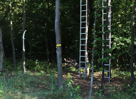 Nadelwertholz – wie wird es eine astreine Sache?