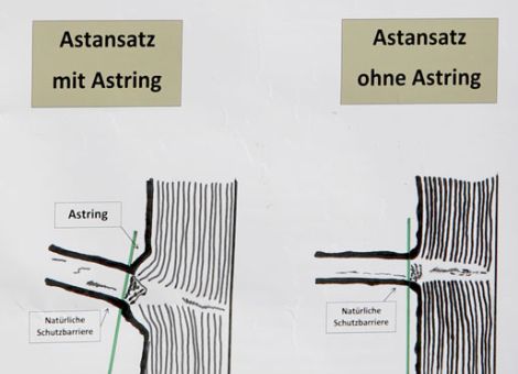 Wertästung von Laubbäumen