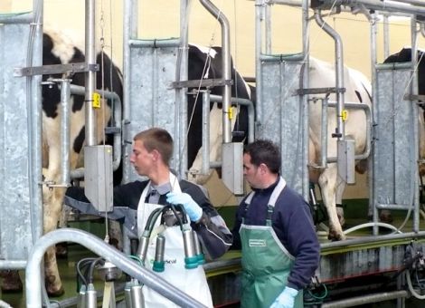 Milchanlieferung durch Sommerhitze gesunken 
