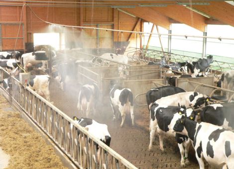 Milchkühen Kühlung verschaffen 