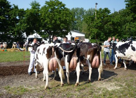 Sehr gute Kühe der Rasse Deutsche Holsteins in Fritzlar