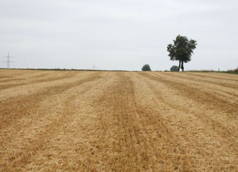 Fein gehäckseltes Stroh hat viele Vorteile