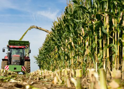 Maissilage im Normal- oder Hochschnitt ernten?