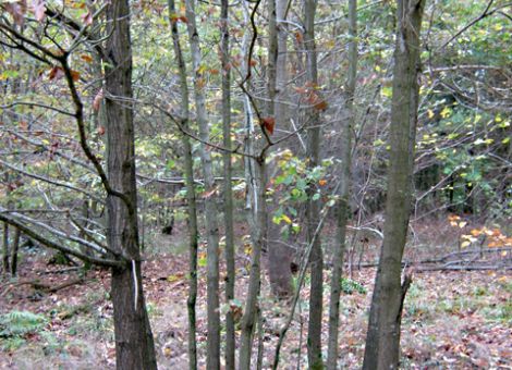Wie kommt die Mischung in den Wald?