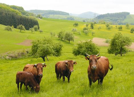Zentrales Aufstallen von Bullen des Roten Höhenviehs in Rudlos 