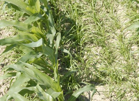 Grasuntersaaten erfordern eine Anpassung der Herbizidstrategien