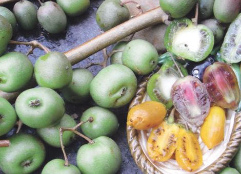 Exotische Früchte aus dem Garten